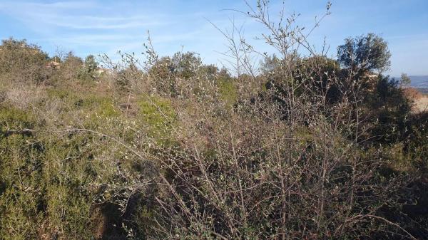 Terreno en La Torre de Claramunt