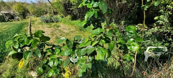 Terreno en avenida de la Carretera d'Igualada s/n