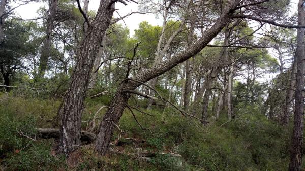 Terreno en camino de Ventanell, 41 Ne