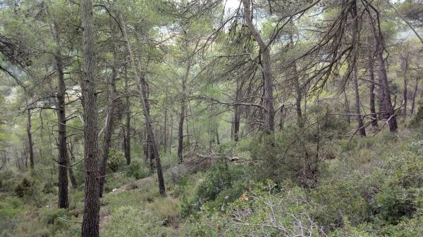 Terreno en camino de Ventanell, 41 Ne