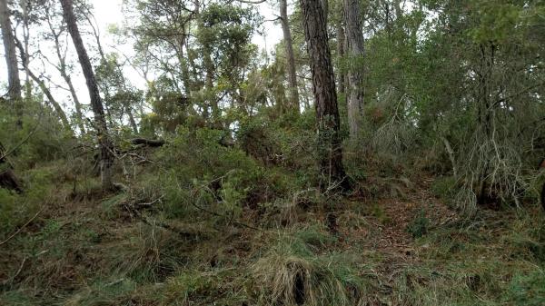 Terreno en camino de Ventanell, 41 Ne