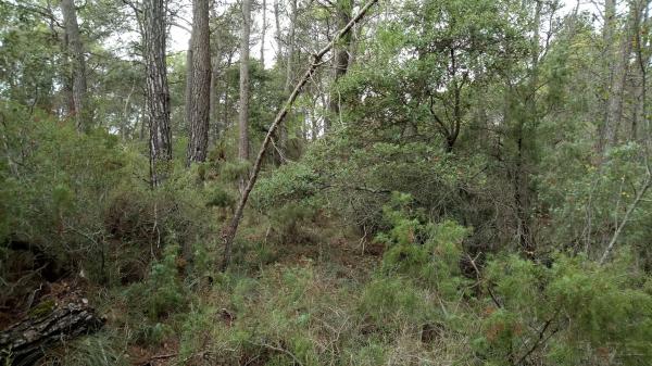 Terreno en camino de Ventanell, 41 Ne