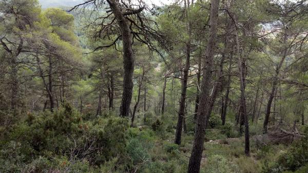 Terreno en camino de Ventanell, 41 Ne