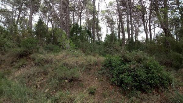 Terreno en camino de Ventanell, 41 Ne