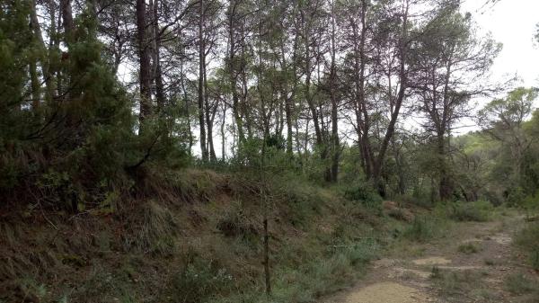 Terreno en camino de Ventanell, 41 Ne