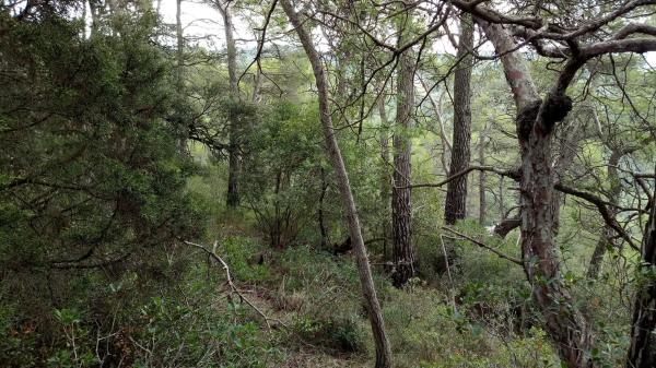 Terreno en camino de Ventanell, 41 Ne