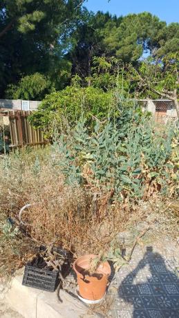 Terreno en calle de Cignus s/n Laventadecanmusarro