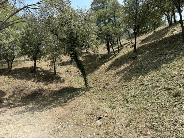 Terreno en Camelia, 12