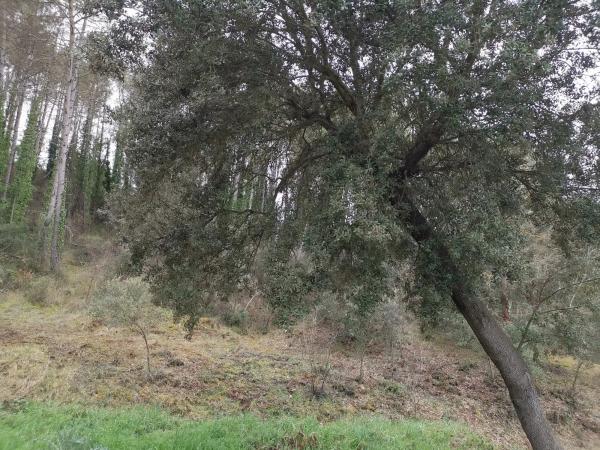 Terreno en Bellaterra