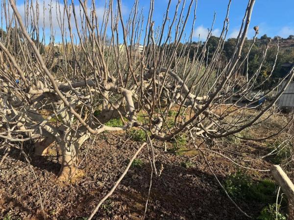 Terreno en Mion - Puigberenguer