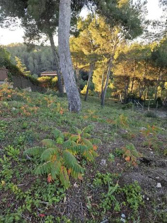 Terreno en calle de la Carena