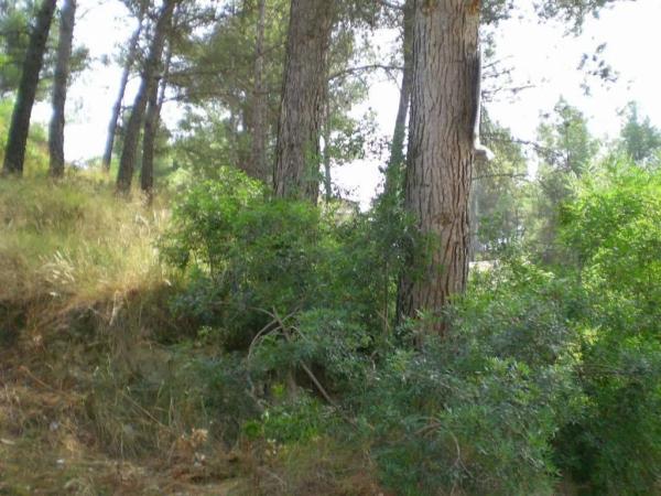 Terreno en Castellgalí