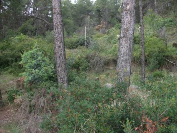 Terreno en Castellgalí