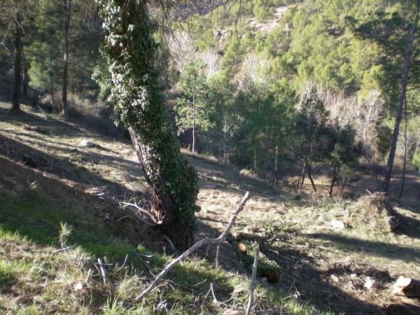 Terreno en Castellnou de Bages