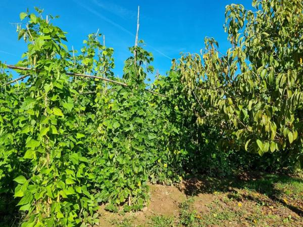 Terreno en camino del Grau