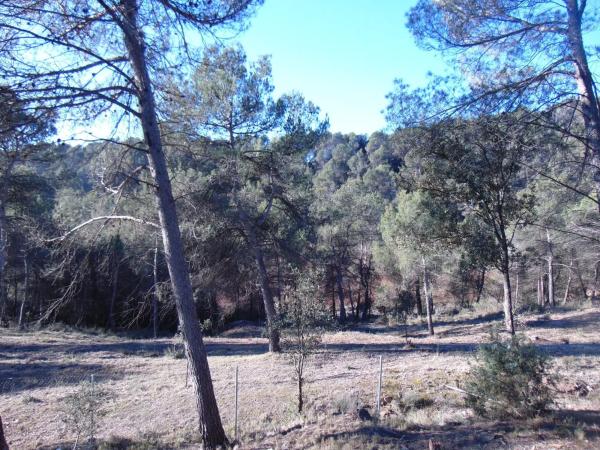 Terreno en camino del Putxot, 1