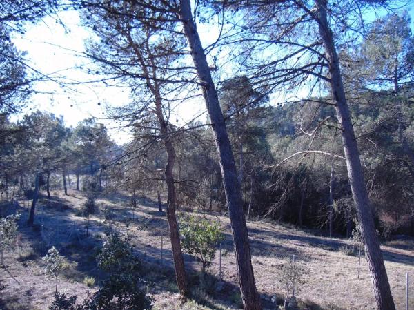 Terreno en camino del Putxot, 1