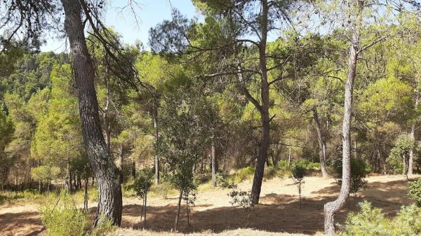 Terreno en camino del Putxot, 1