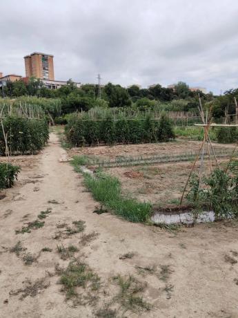 Terreno en camino del Riu, Martorell, 1