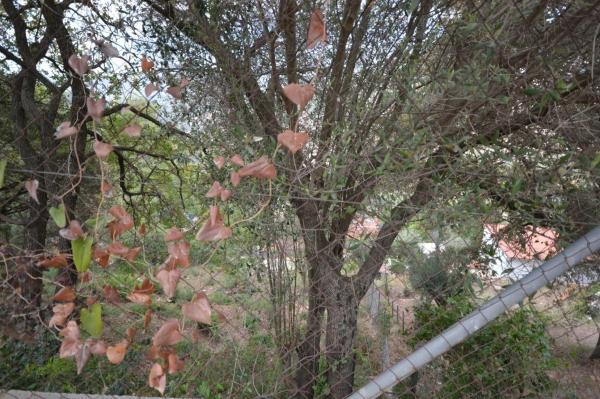 Terreno en Corbera de Llobregat