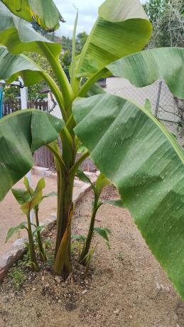 Terreno en calle Jardí, 11