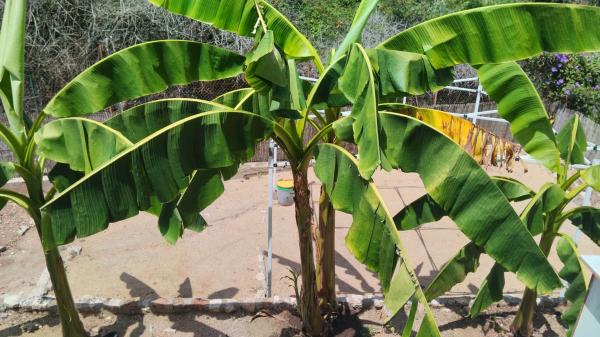 Terreno en calle Jardí, 11