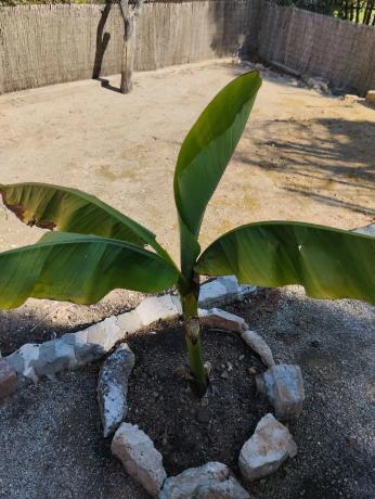 Terreno en calle Jardí, 11