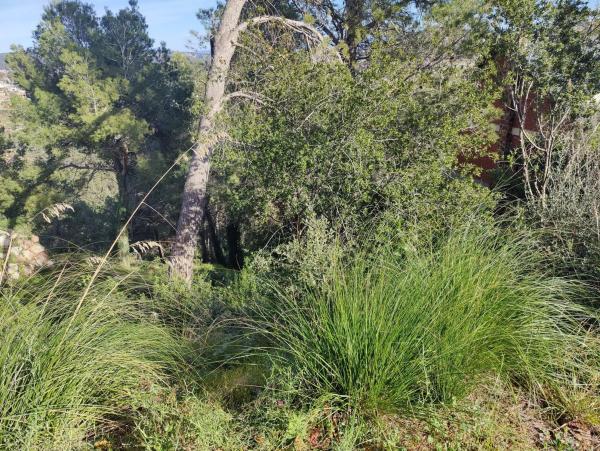 Terreno en calle Bona-Vall, 7