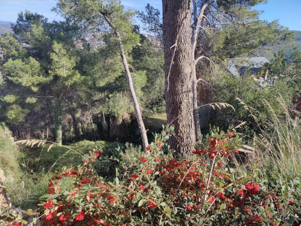 Terreno en calle Bona-Vall, 7