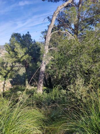 Terreno en calle Bona-Vall, 7