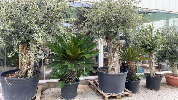 Terreno en C-55, km 2