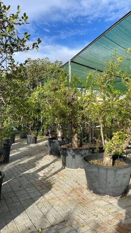 Terreno en C-55, km 2