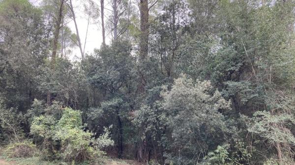 Terreno en Cervelló