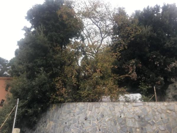 Terreno en calle del Castanyer