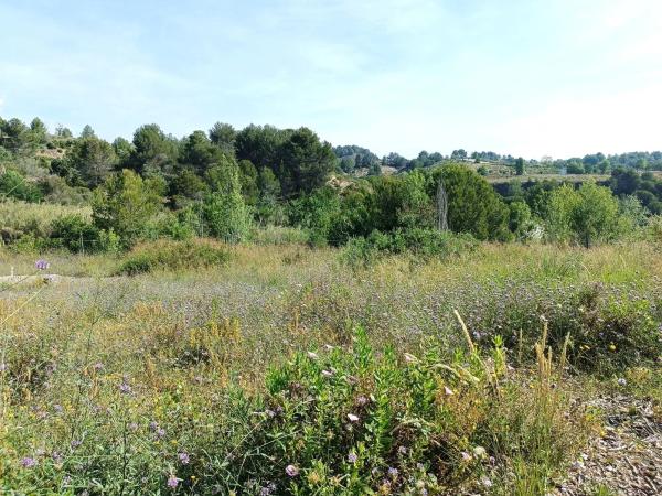 Terreno en calle Nou Creus