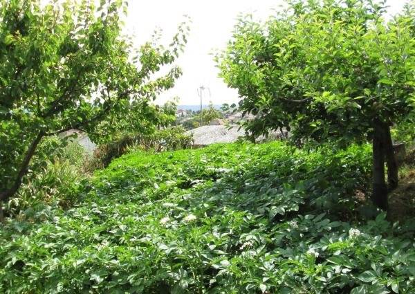 Terreno en calle Josep Maria Segarra, 27