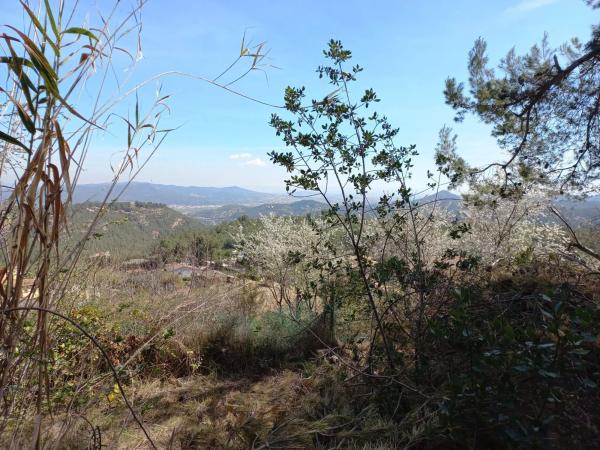 Terreno en calle Miramar