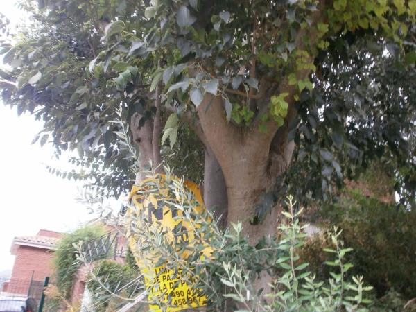 Terreno en calle Malvasia