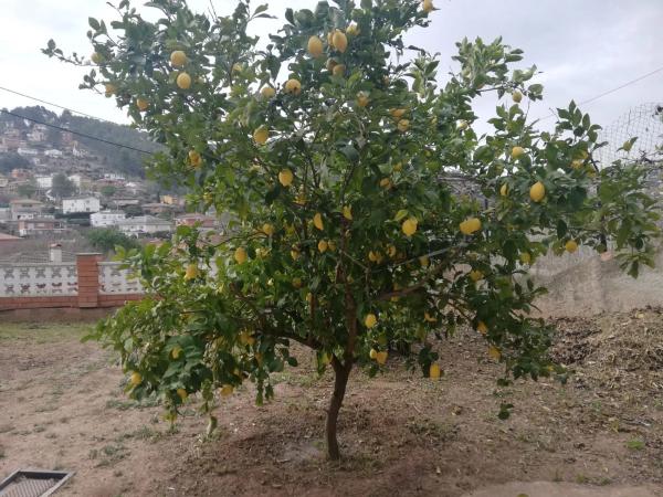Terreno en calle de l'Avellaner, 9