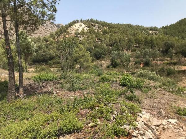 Terreno en Collbató