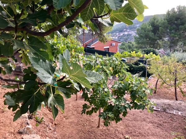Terreno en Corbera de Llobregat