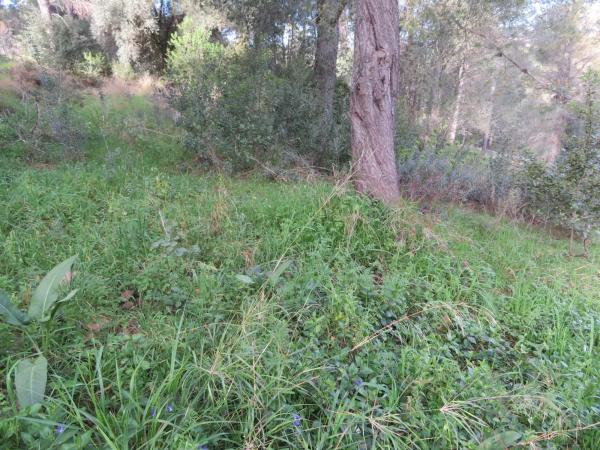 Terreno en avenida el Taió