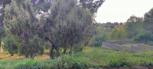 Terreno en Mas d'en Gall