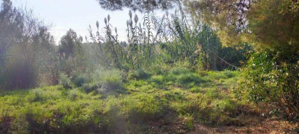 Terreno en Mas d'en Gall