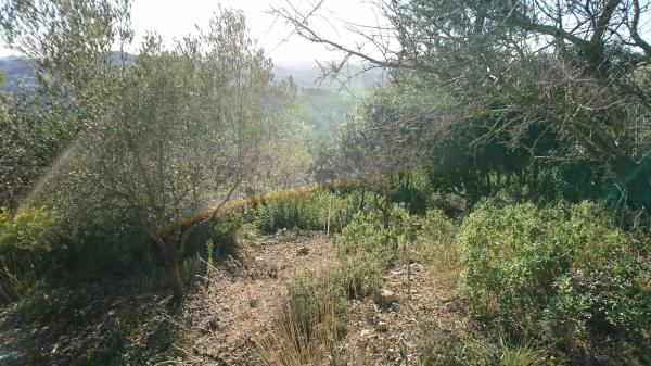 Terreno en calle de l'Eucaliptus, 148