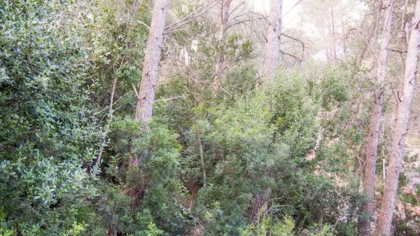 Terreno en Corbera de Llobregat