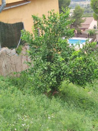 Terreno en calle Murcia, 12