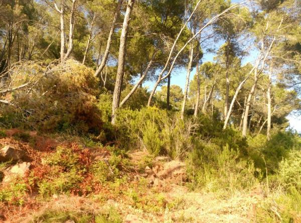 Terreno en Corbera de Llobregat