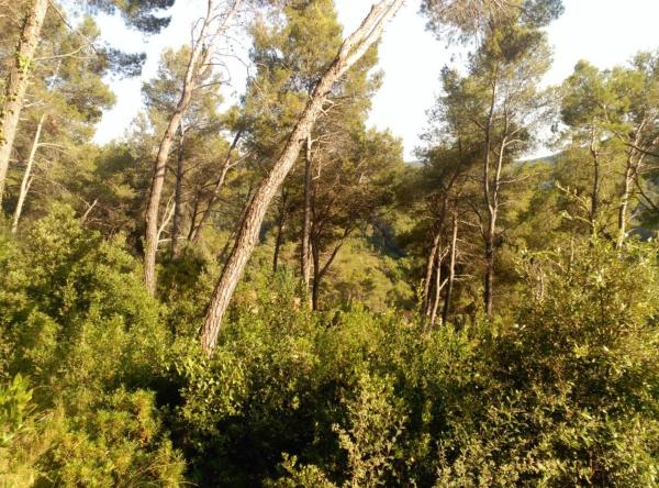 Terreno en Corbera de Llobregat