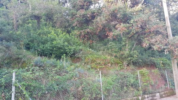 Terreno en xarel.lo, 14